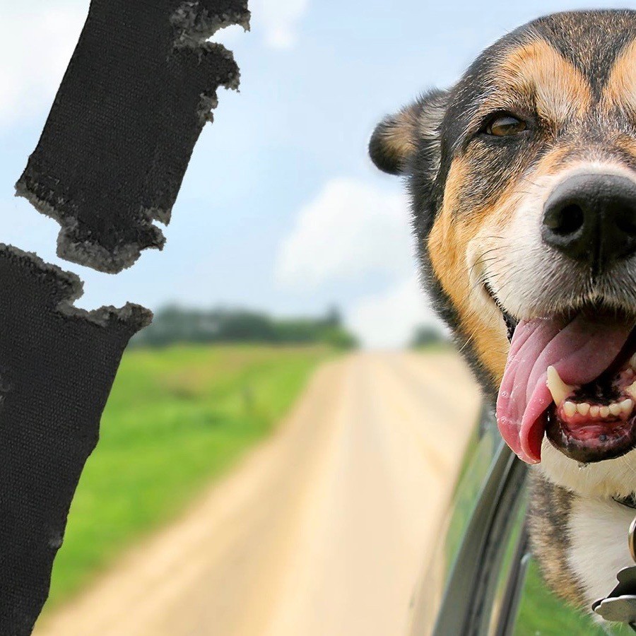 Dog Chewed Seat Belt Repair - Webbing 